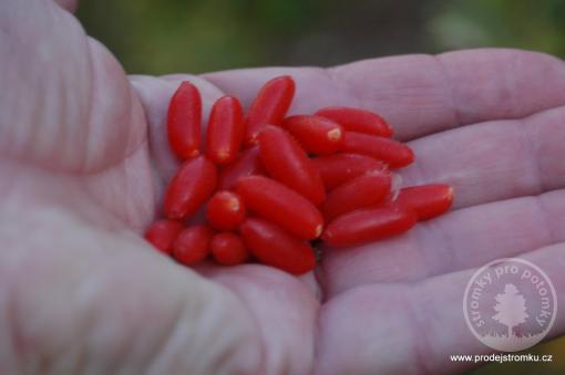 Kustovnice čínská - GOJI odrůda Big Lifeberry