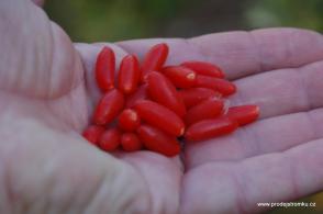 Kustovnice čínská - GOJI odrůda Big Lifeberry