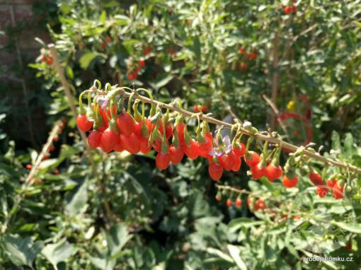 Kustovnice čínská - GOJI odrůda Big Lifeberry