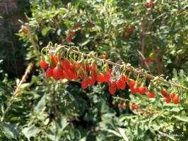 Kustovnice čínská - GOJI odrůda Big Lifeberry