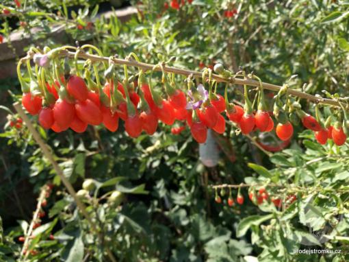 Kustovnice čínská - GOJI odrůda Big Lifeberry