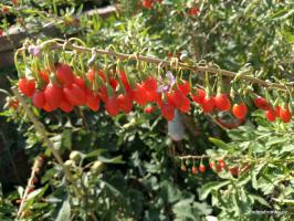 Kustovnice čínská - GOJI odrůda Big Lifeberry