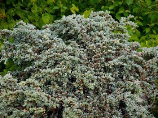 Cedr atlantský Saphire Nymph