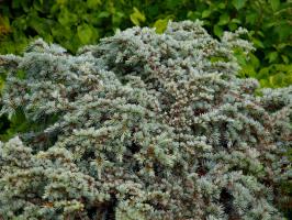 Cedr atlantský Saphire Nymph