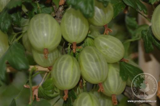 Angrešt Zebín (stromkový)