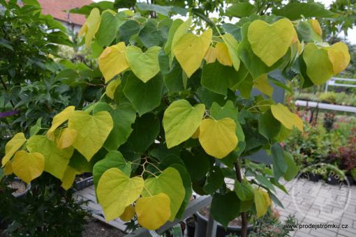 Zmarlika kanadská ´The Rising Sun ´