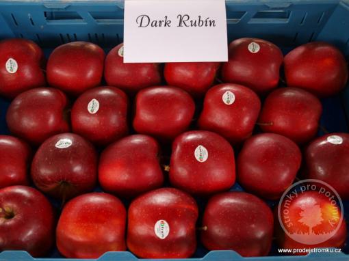 Dark Rubín jabloň podnož M26
