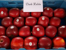 Dark Rubín jabloň podnož M26