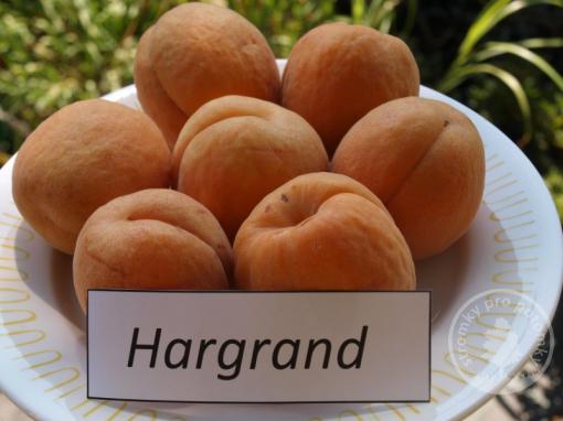 Hargrand meruňka podnož Myrobalán