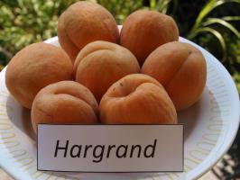 Hargrand meruňka podnož Myrobalán