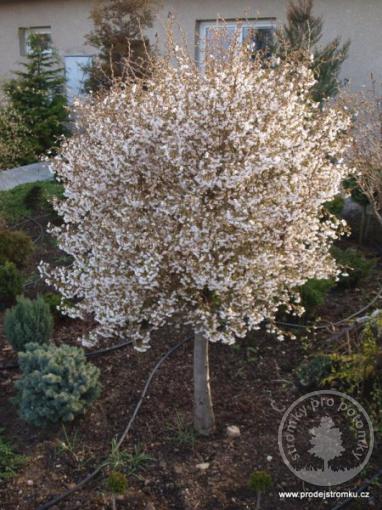 Slivoň vyříznutá Kojou no mai - kmínek 100cm