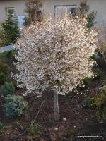 Slivoň vyříznutá Kojou no mai - kmínek 100cm