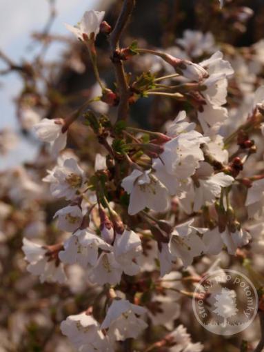Slivoň vyříznutá Kojou no mai - kmínek 100cm