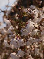 Slivoň vyříznutá Kojou no mai - kmínek 100cm