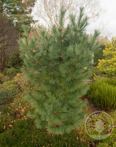 Borovice Schwerinova Wiethorst