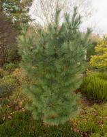 Borovice Schwerinova Wiethorst