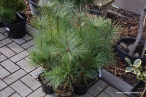 Borovice Schwerinova Wiethorst