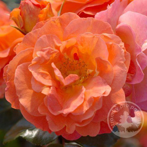 Růže floribunda Morning Sun