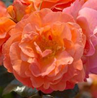 Růže floribunda Morning Sun