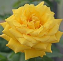 Růže pnoucí Goldstern