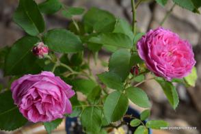 Stará burbonská růže Louis Odier