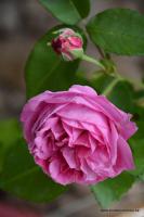 Stará burbonská růže Louis Odier