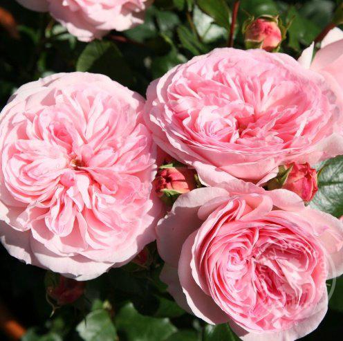 Mariatheresia růže anglického