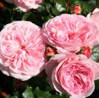 Mariatheresia růže anglického