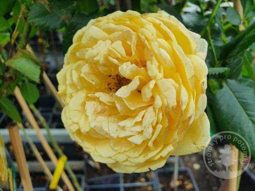 Stromková růže floribunda Marselisborg