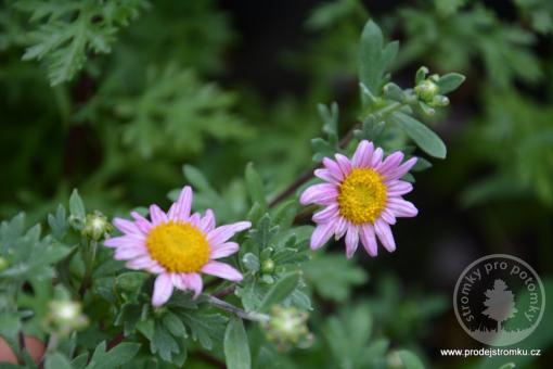 Chrysantéma mrazuvzdorná Clara Curtis