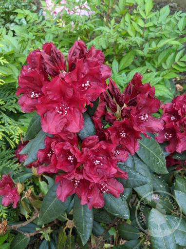 Rhododendron Red Jack