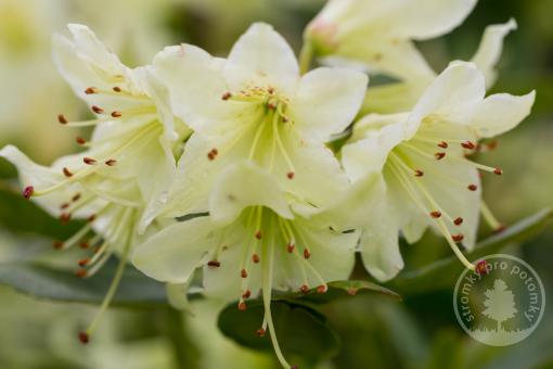 Rhododendron zakrslý Shamrock
