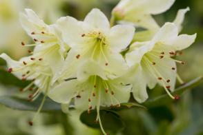 Rhododendron zakrslý Shamrock
