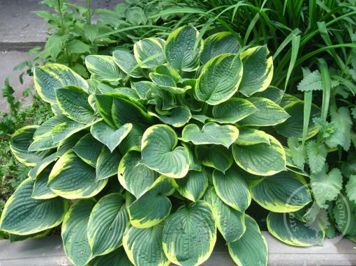 Hosta - Bohyška Christmas Tree