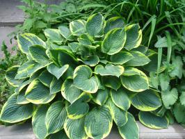 Hosta - Bohyška Christmas Tree