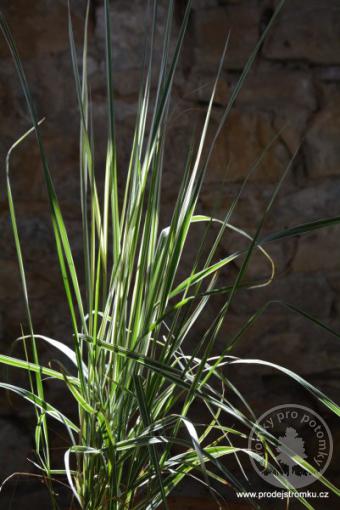 Třtina ostrokvětá Overdam