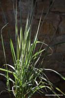 Třtina ostrokvětá Overdam