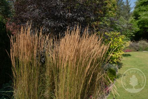 Třtina ostrokvětá Overdam