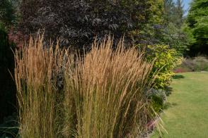 Třtina ostrokvětá Overdam