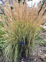 Třtina ostrokvětá Overdam