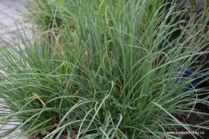 Dochan psárkový Little Bunny