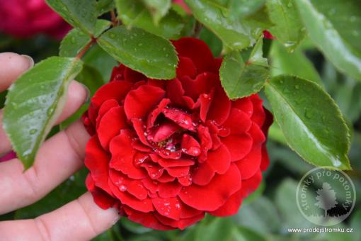 Isabel Reneisance Růže anglického typu