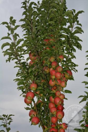 Arbat sloupová jabloň