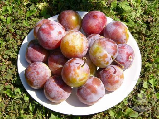 Ryngle Altánova (podnož Myrobalán, vysokokmen, kontejner)