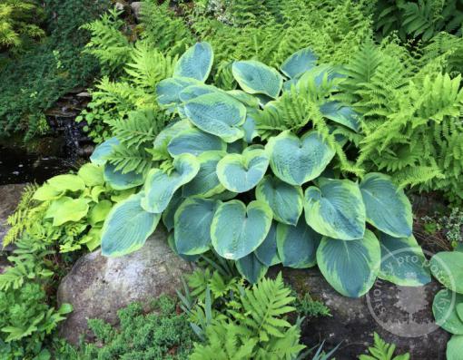 Hosta (Bohyška) Great Expections