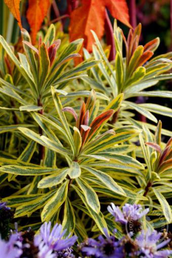 Pryšec mandloňovitý Ascot Rainbow