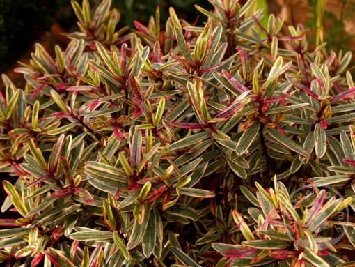 Pryšec mandloňovitý Ascot Rainbow