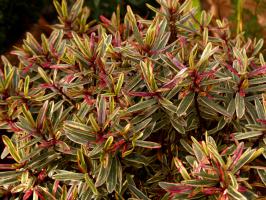 Pryšec mandloňovitý Ascot Rainbow