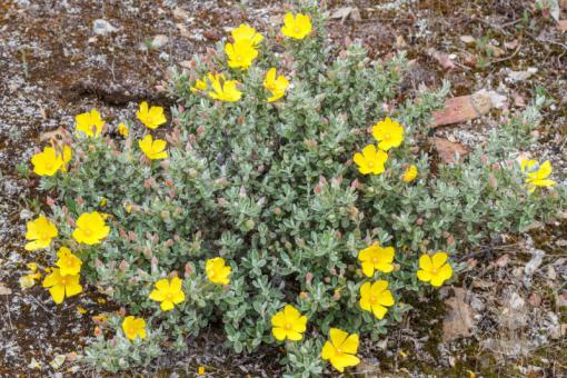 Devaterníkovec April Sun