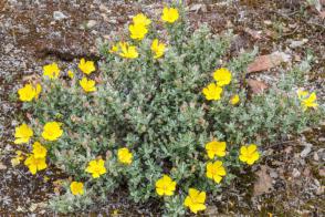 Devaterníkovec April Sun